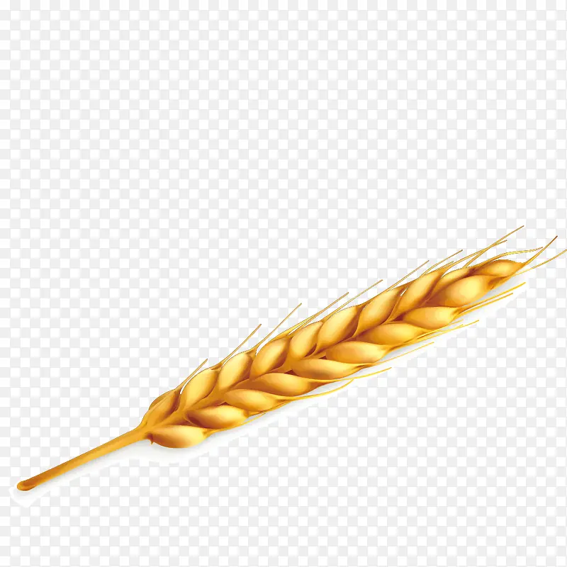 原料小麦
