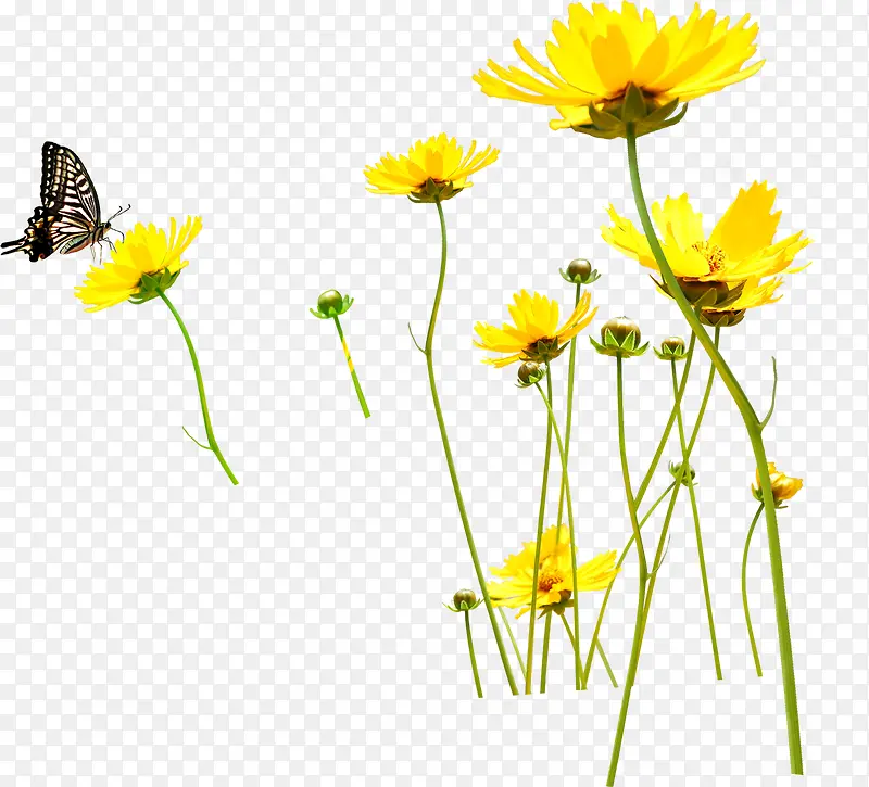 黄色小花和采蜜蝴蝶