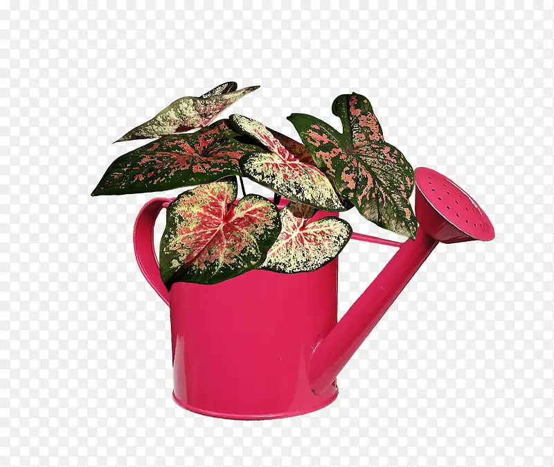 粉色洒水壶里的绿色植物