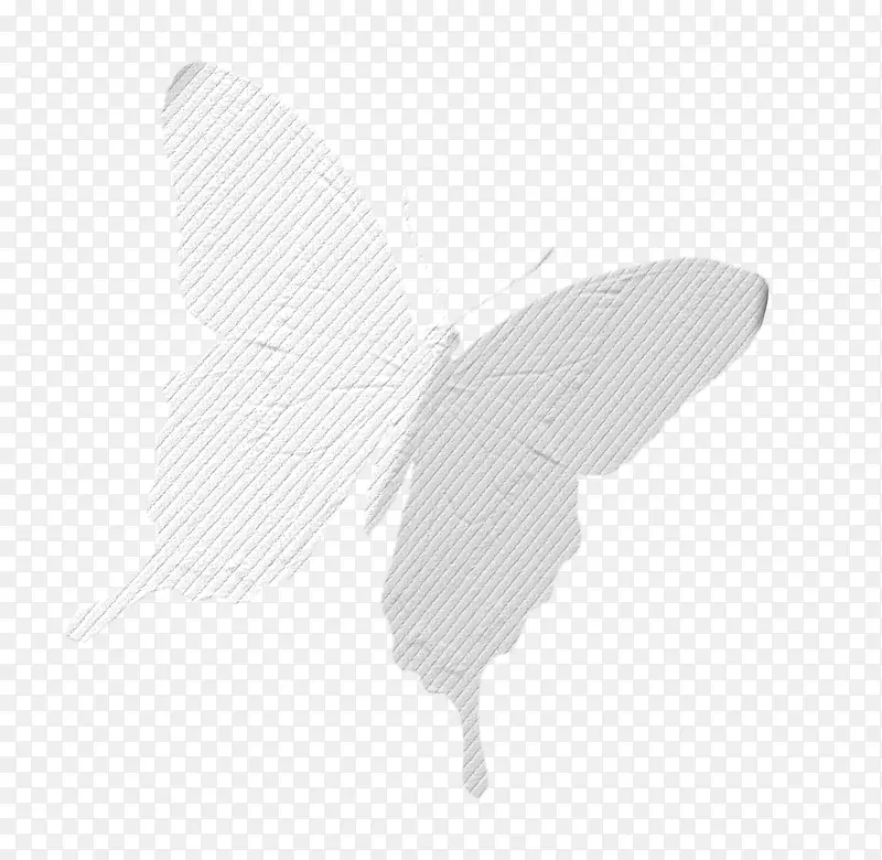 白色纹理蝴蝶