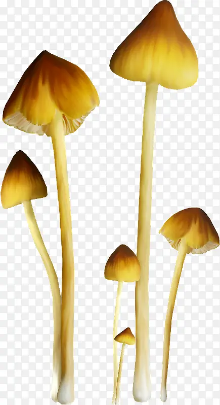 三朵蘑菇