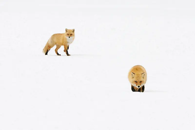雪景里的两只狐狸