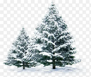 冬季景观雪树图片
