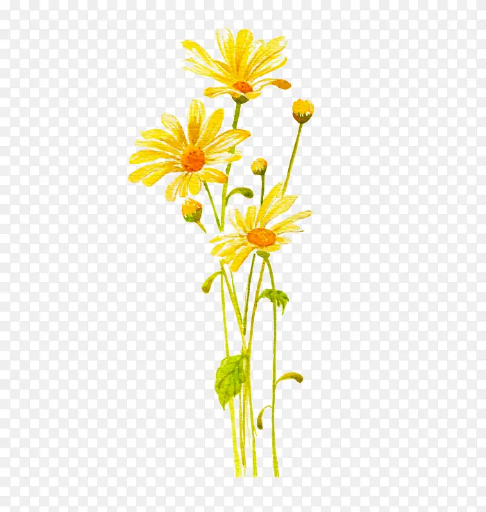 黄色金盏花