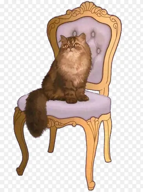 椅子上的猫咪
