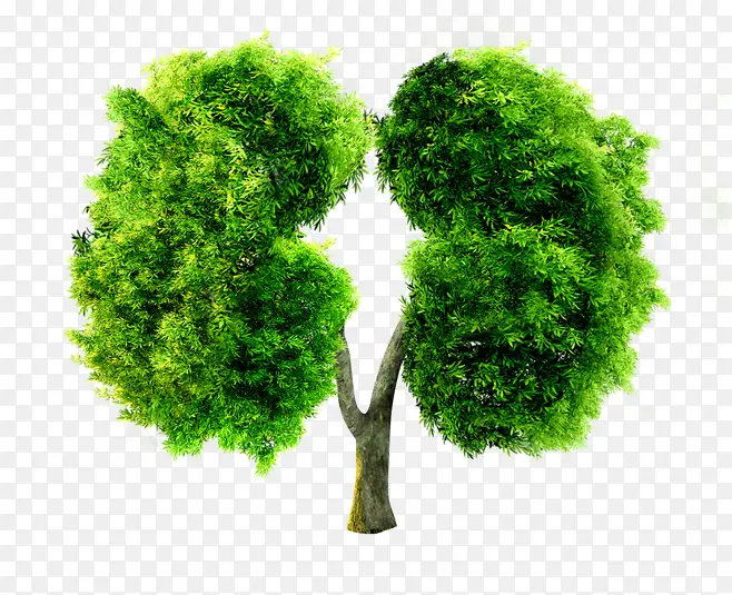 绿色肺部形状树木