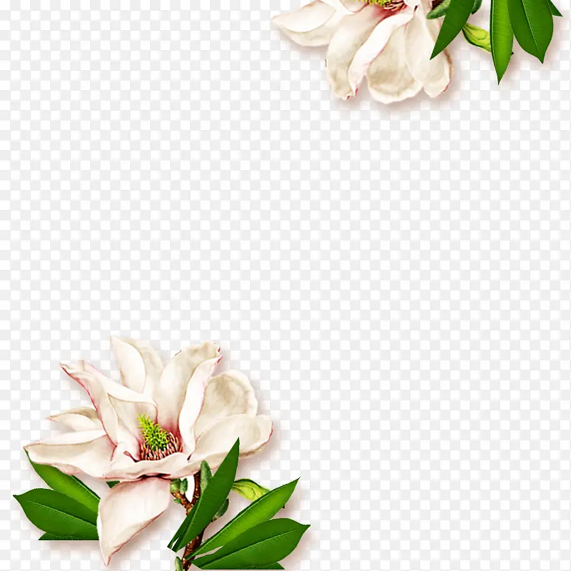 白色栀子花装饰图案