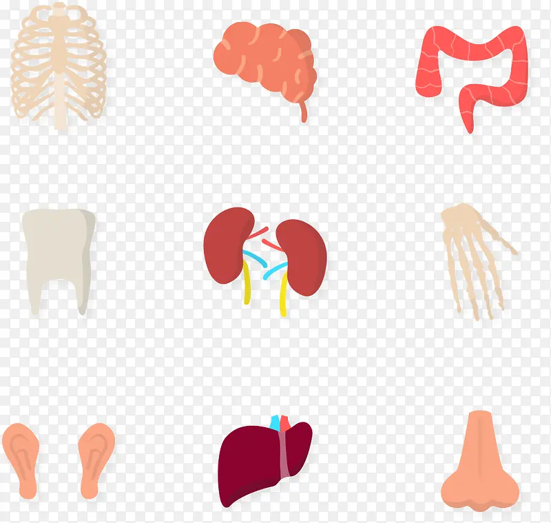 矢量手绘器官