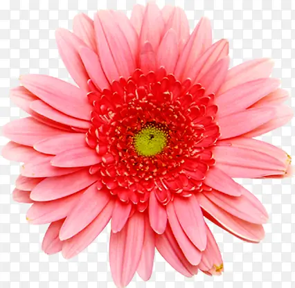 粉红色一朵花菊花花朵花蕊
