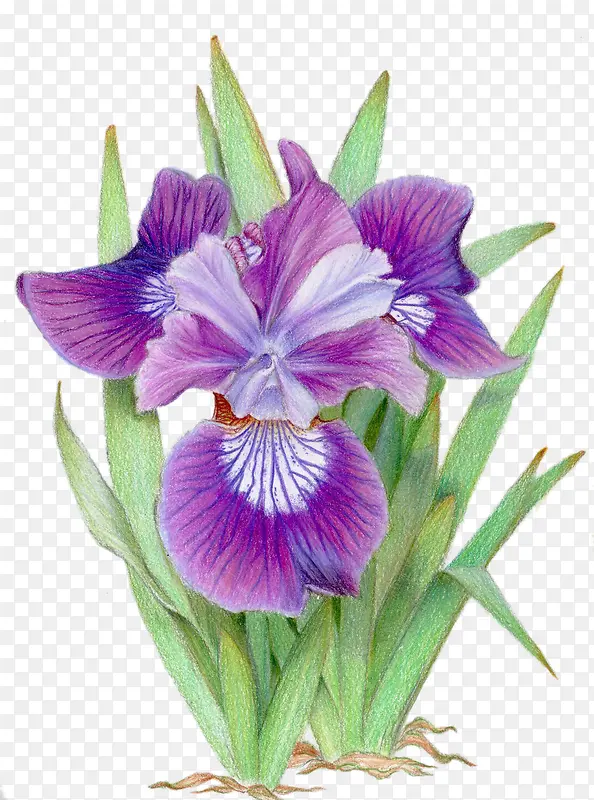 手绘的紫色三色堇