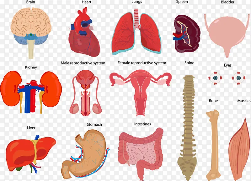 矢量卡通内脏