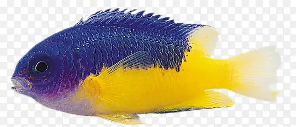 彩色的鱼