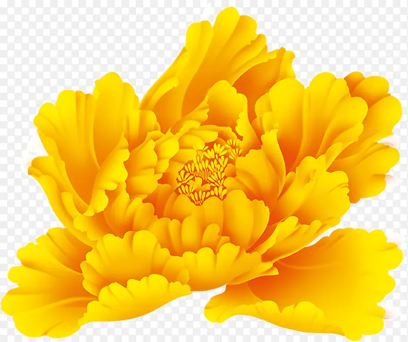 黄色的牡丹花