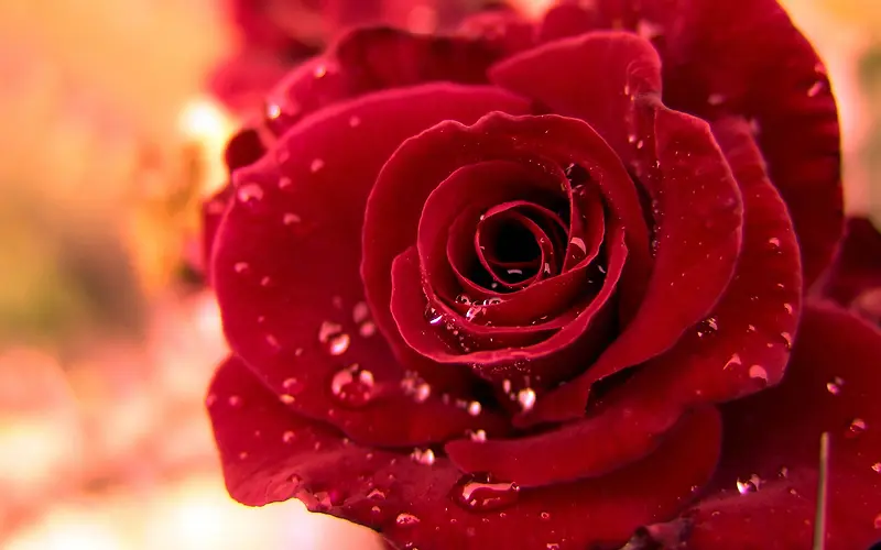 水滴红色鲜艳玫瑰
