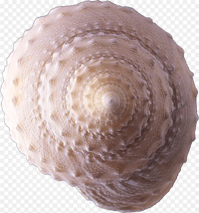 陀螺状海螺