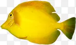 创意合成黄色的小鱼小丑鱼