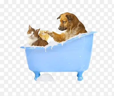 两只动物在洗澡