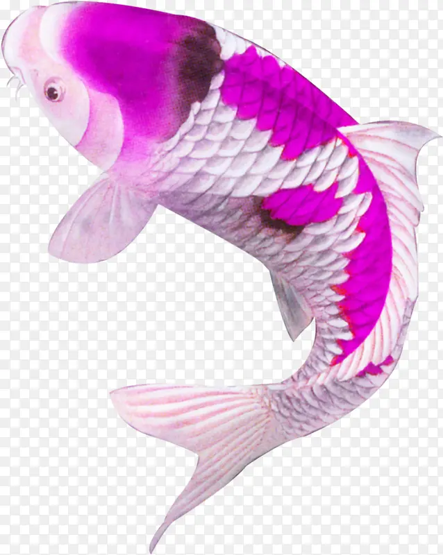 手绘紫色复古金鱼