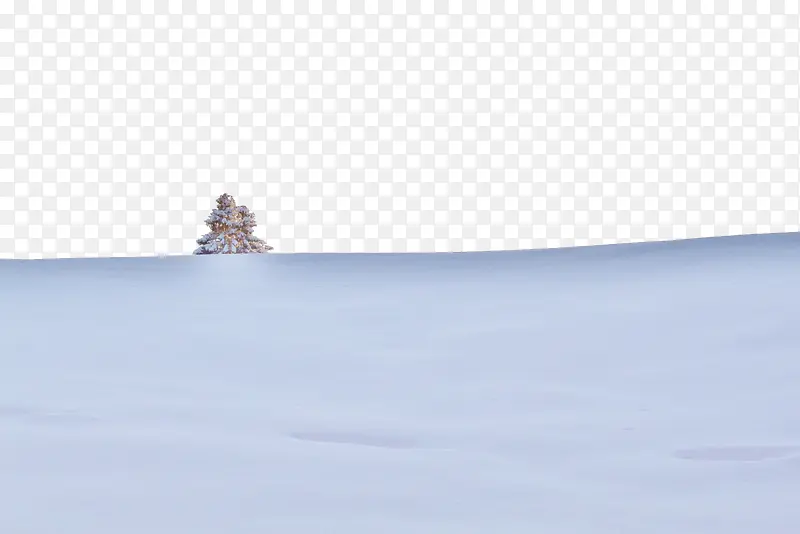 雪地松树