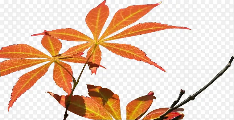 秋天红枫树叶