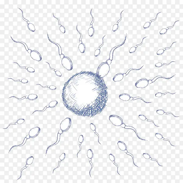 卡通精子和卵子手绘