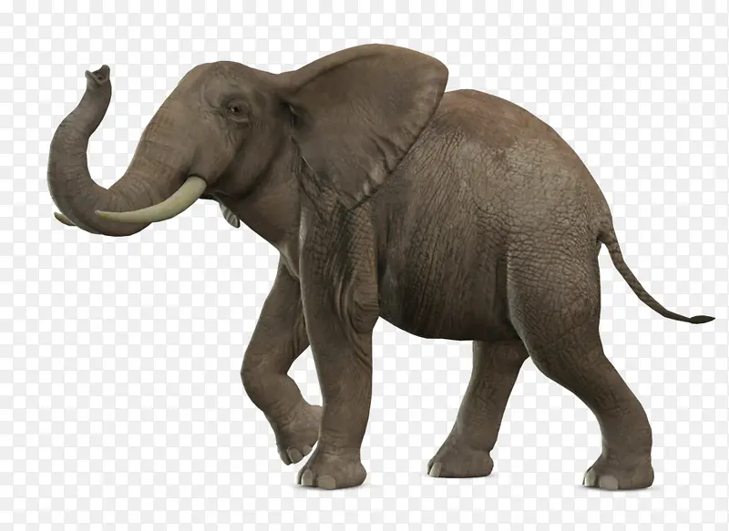 高清大象唯美图片