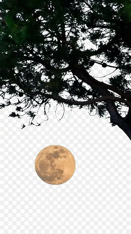 树下的圆月