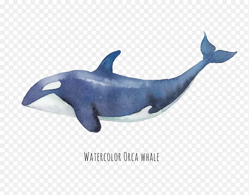 鲸鱼插画素材库