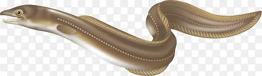 矢量鳝鱼