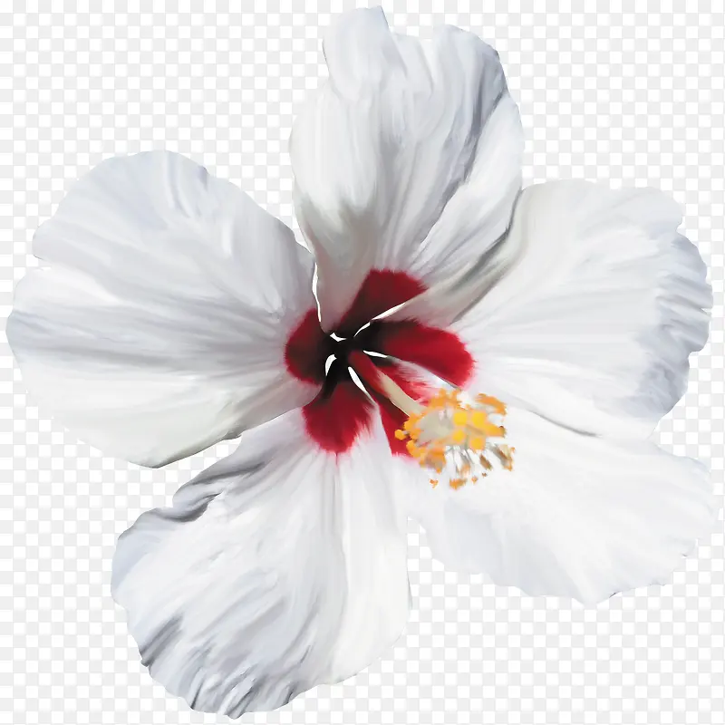 白色蜀葵花