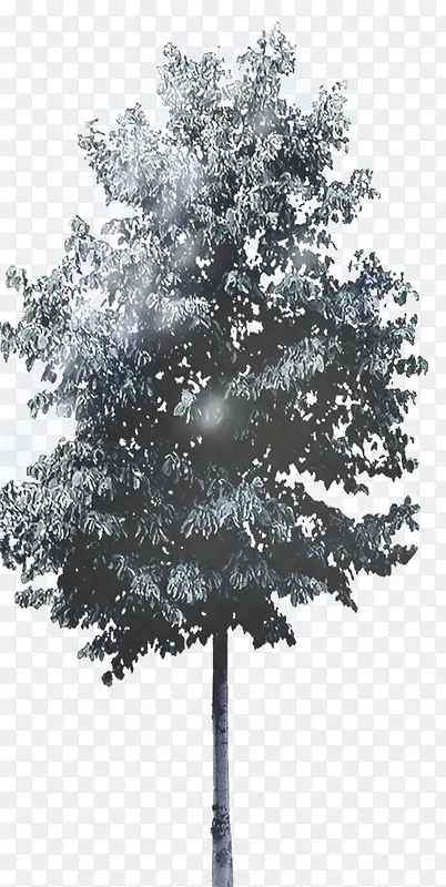 创意高清摄影户外的树木摄影