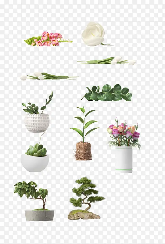 植物盆栽设计效果花朵