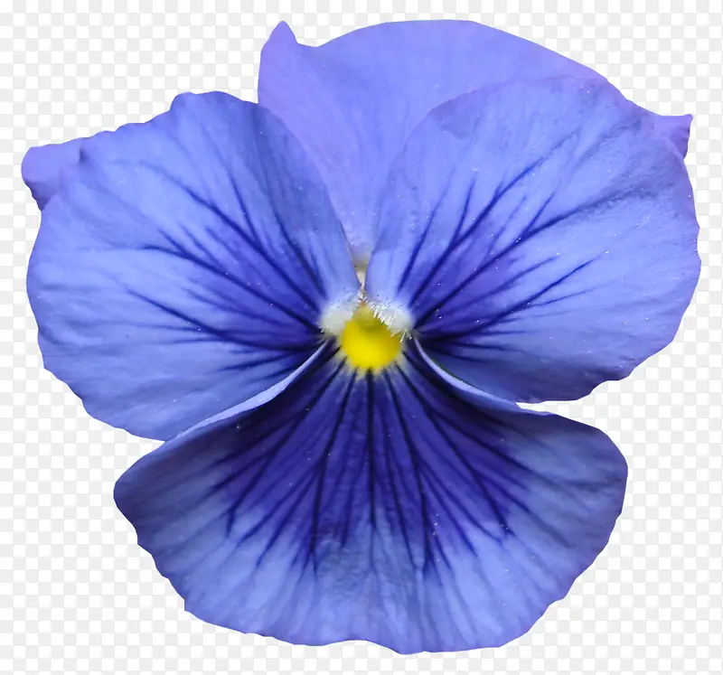 蓝色 花瓣
