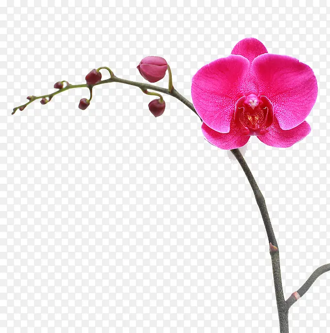 一枝鲜花下载PNG图片素材下载_图片编号yxjkbxve-免抠素材网