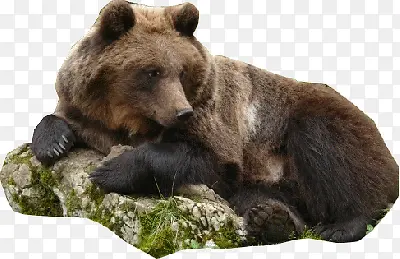 石头上趴着的棕熊