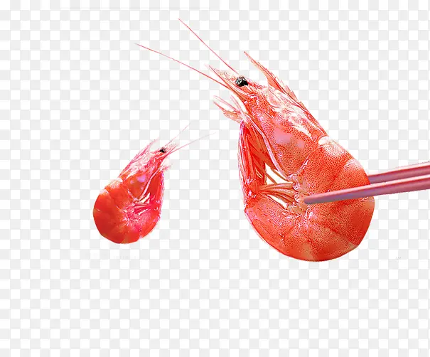 美味的虾素材图片