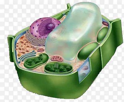 立体细胞模型