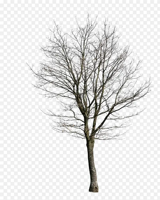 冬天里的一棵树