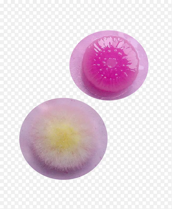 酵母菌