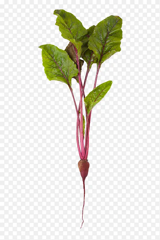 紫色甜菜