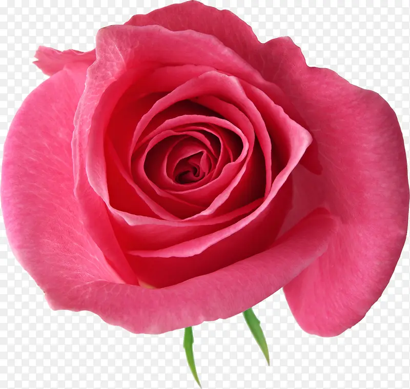 高清粉色鲜艳玫瑰