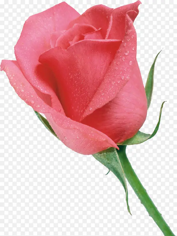 高清粉色鲜艳水珠玫瑰
