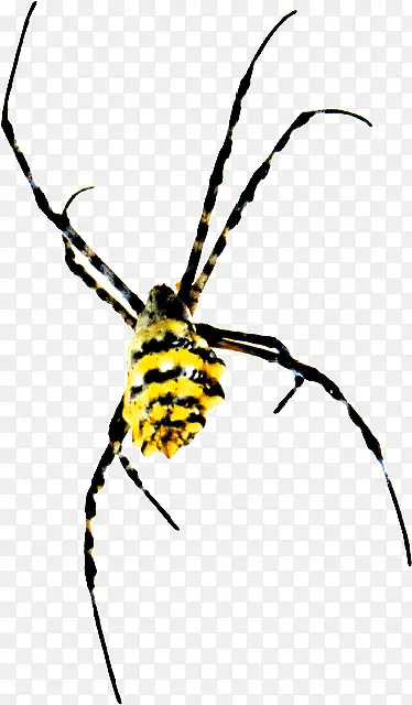 黄色八爪蜘蛛