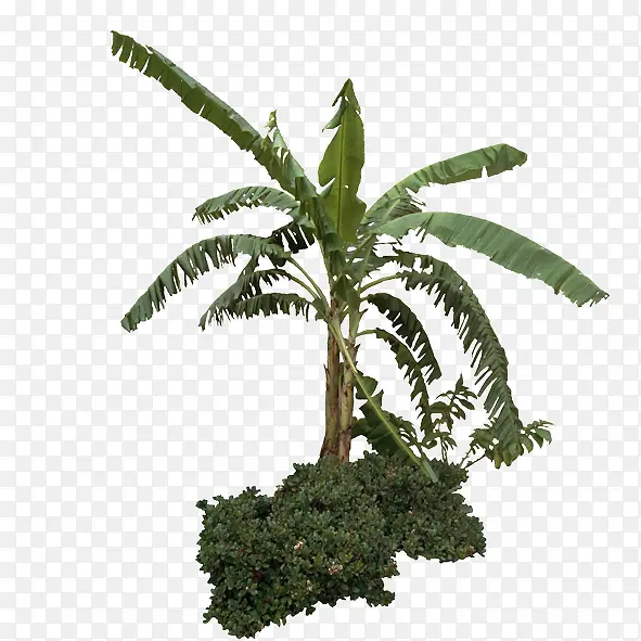 绿色植物