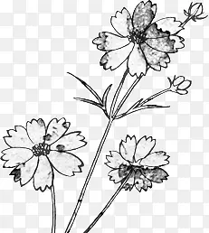 高清创意黑白复古风格的花卉植物