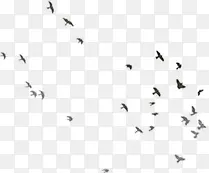 飞翔的小燕子高清彩绘