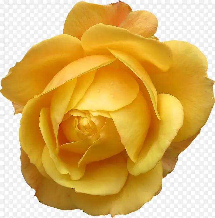 大黄色的玫瑰