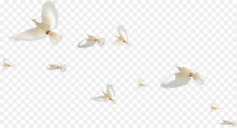 白色有序飞翔白鸽