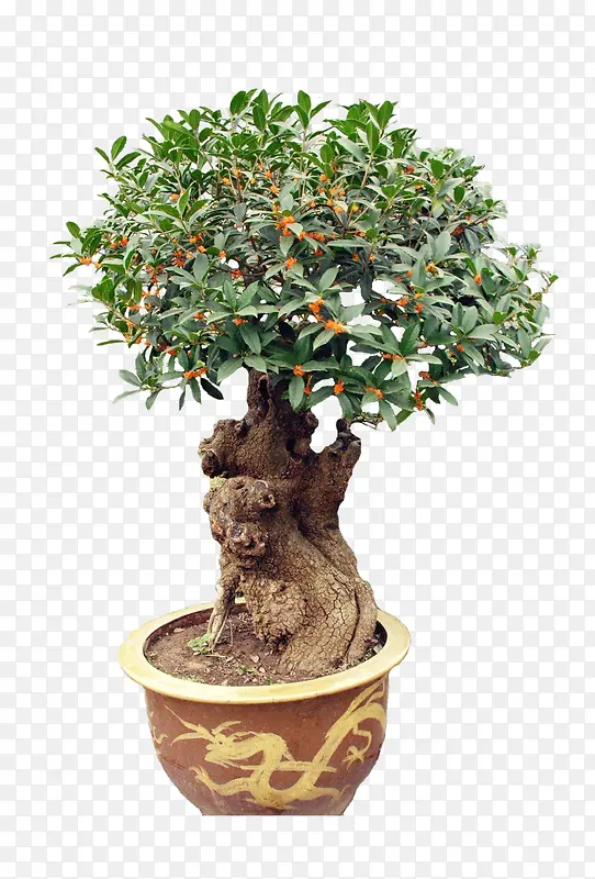 桂花