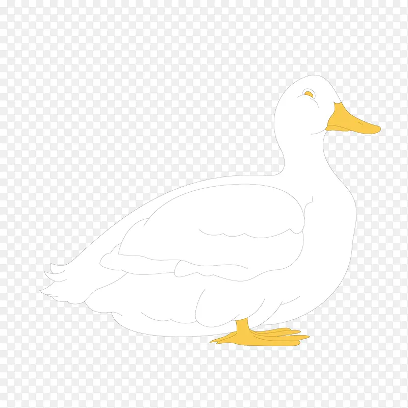 白色的鸭子